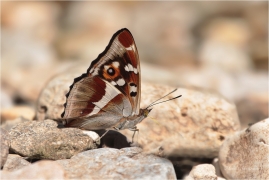 <p>BATOLEC DUHOVÝ (Apatura iris) Slovensko - Slovenský ráj ---- /Purple emperor - Großer Schillerfalter/</p>